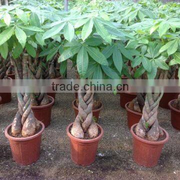 Pachira Aquatica ( Pachira Macrocarpa ) 60cm photo-2