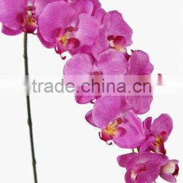 orchid butterfly flower 27539