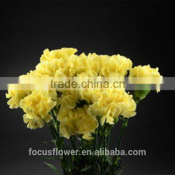 good petals yellow carnation wholesale fresh cut flowers to friends from good petals