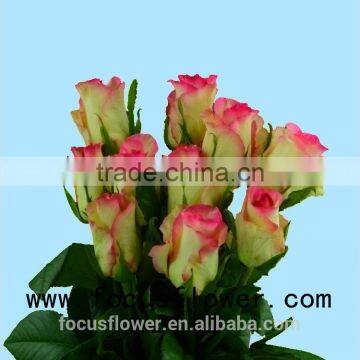 Environmental flowers artificial red rose flower hopeshow in good service from china wholesale fresh cut flowers