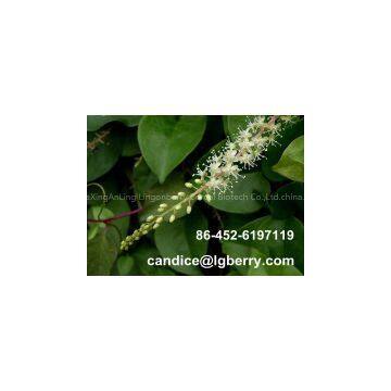Pure Natural Wild Basella Alba Extract