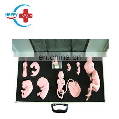 HC-S345 Advanced human fetus growth overall process teaching models