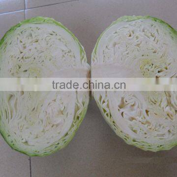 2014 fresh cabbage hot sale