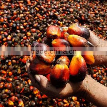 CRUDE PALM OIL