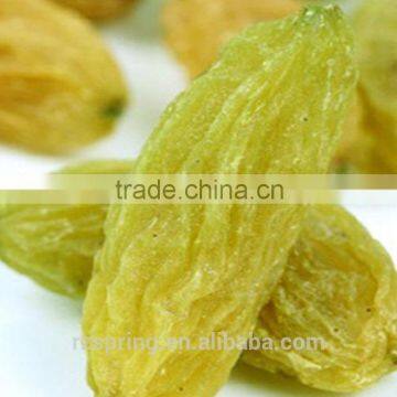 Chinese best quality new crop green raisins