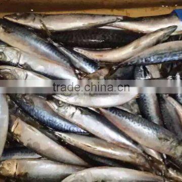 Whole Round Frozen Food Mackerel Fish 6-8pcs/kg Newly Caught for Market photo-4