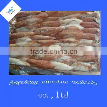 New squid frozen squid fresh squid wholesale