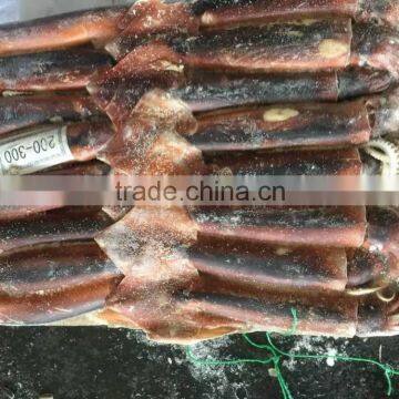 Chinenisis Loligo Squid