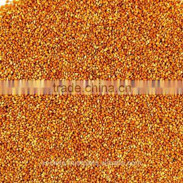 Australian Red Panicum Millet