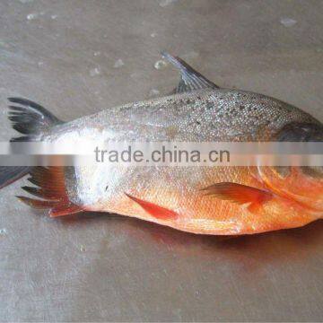 Best frozen black pomfret fish 500-1000g