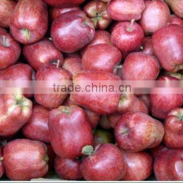 Fresh huaniu apple crop 2013