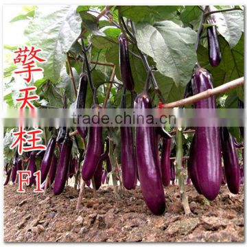 Super High Yield Hybrid F1 Purple Red Eggplant Seeds For Sale