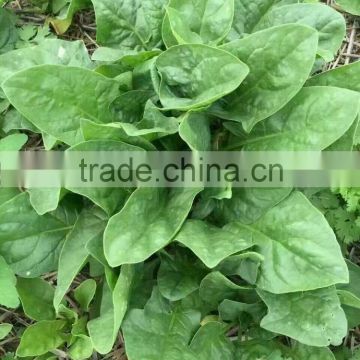 Chinese vegetable seeds hybrid spinach seeds for sale-Dan Mai