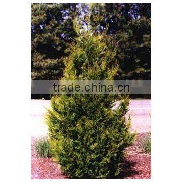 Thuja Plicata Atrovirens plant