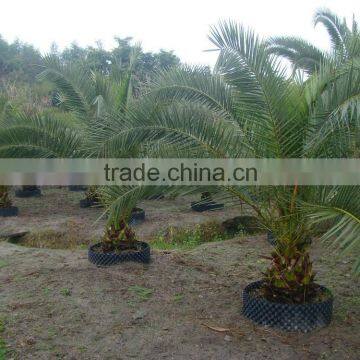 Hot Wholesale Outdoor Ornamental Decrotive Landscaping Phoenix Sylvestris Palm Trees Plants