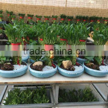 Aquatic Indoor Ornamental Natural Spiral /braided /straight /twist /Tiered Lucky Bamboo