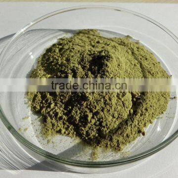 Moringa Powder 4:1 for Sale ( Skype: Liu.diana 79, Whatsapp: +861502902563)