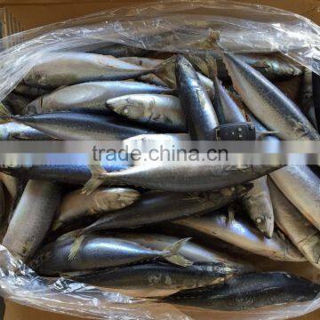 Frozen pacific mackerel fish seafood exporter