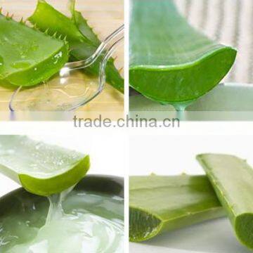 China Stevia ISO, GMP, HACCP, KOSHER, HALAL Certificated photo-4