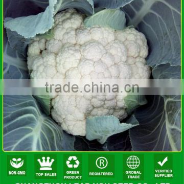 ACF351 Heizi 65 days maturity cauliflower seeds vegetable seeds companies