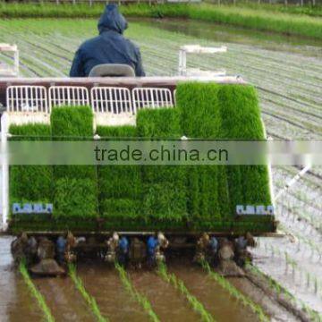 Kubota 6 Rows Rice Transplanter in India Place photo-5