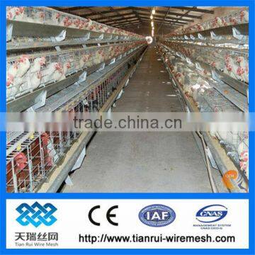 chicken cage/hot sale A type chicken cage for chicken farm