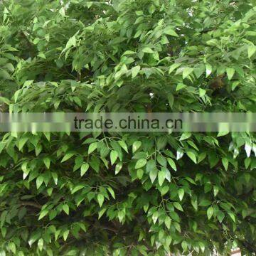 Customized New Design Artificial Ficus Tree Large Outdoor Decorative Banyan Tree photo-5
