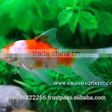 Comet Fish Farm For Sale and Export photo-2