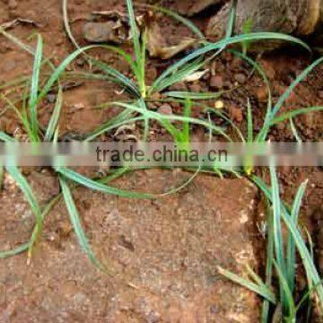 Cyperus Rotundus photo-4