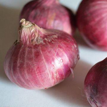 Wholesale New Fresh Red Onion With Good Price photo-3