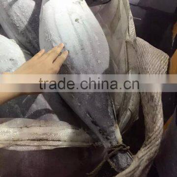 Frozen Skipjack Tuna ( Katsuwonus Pelamis) Frozen on Board Use Loneline Catching photo-2