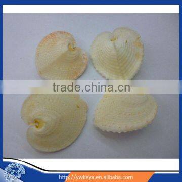 True Heart Cockle conch shell for sale 5-6cm 100pcs 1 bag accept paypal