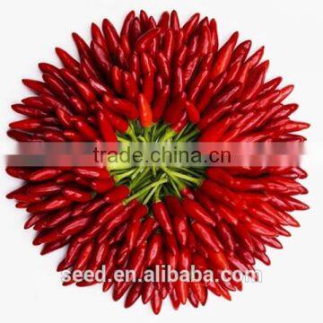 chill pepper seeds for planting SXP No.13