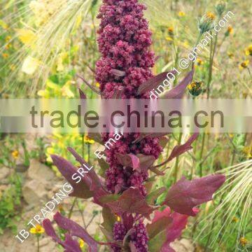 Organic red quinoa