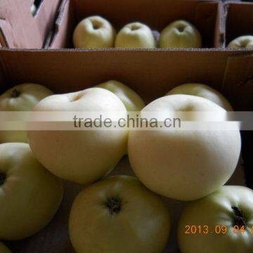 Gloden delicious apple in apple fruit wholesale chinese golden apple