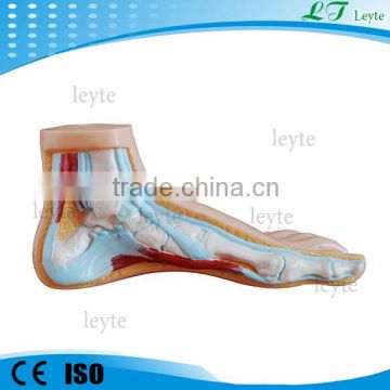 XC-326-1plastic Normal Foot anatomical model