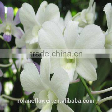 high quality long flower period white cattleya orchid for home decoration