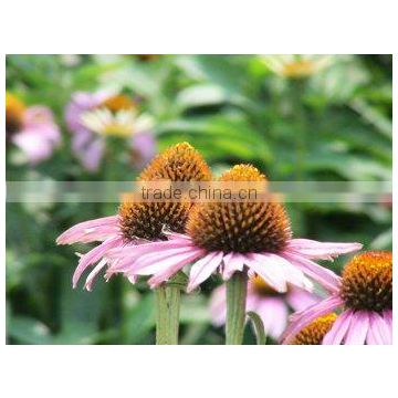 Echinacea P.E. Standard Extract Chicoric acid 4%