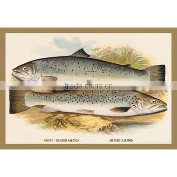 Short-Headed Salmon and Silvery Salmon 12x18 Giclee on canvas