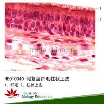 Prepared microscope slides animal skin