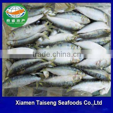 Frozen sardine for bait tuna