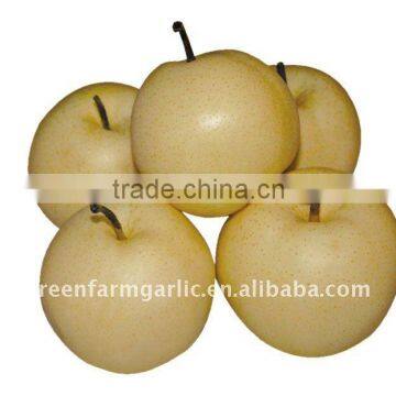 Shandong golden pear in cartons