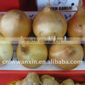 7cm Fresh onion price in October