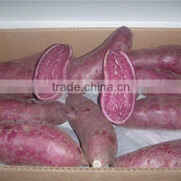 Fresh Sweet Potato/purple sweet potato/yellow sweet potato