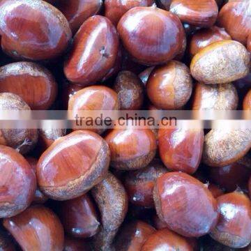 Professional chestnut buyers in with low price