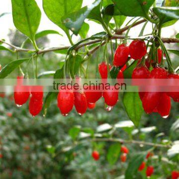 wolf berry plants seedling