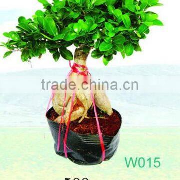 Ficus Microcarpa