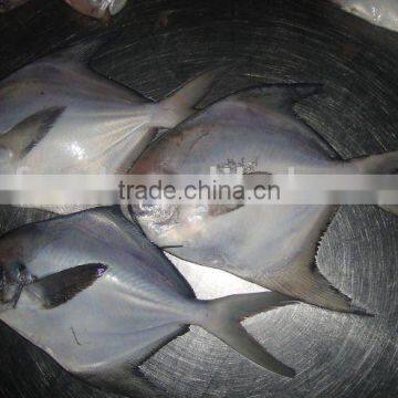 frozen silver pomfret