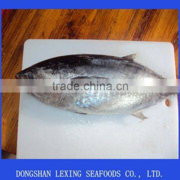 frozen whole round big eye yellowfin tuna