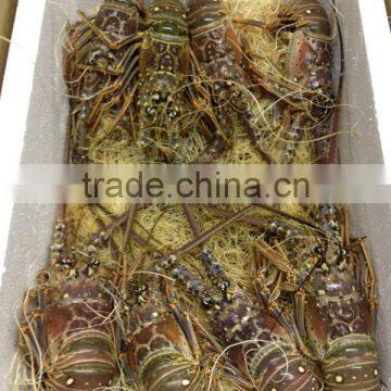 Spiny Lobster photo-2